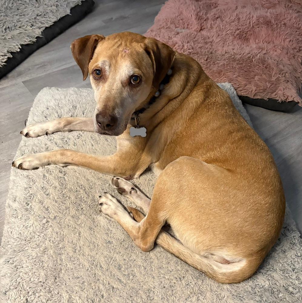 Burt, a Adoptable mixed breed in Frisco, TX image 2/5