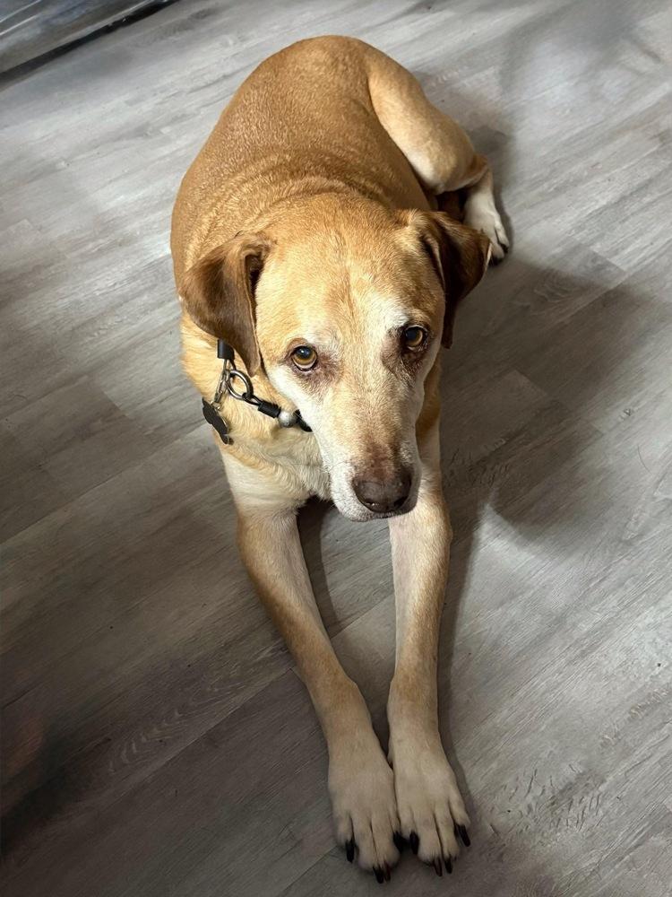 Burt, a Adoptable mixed breed in Frisco, TX image 3/5