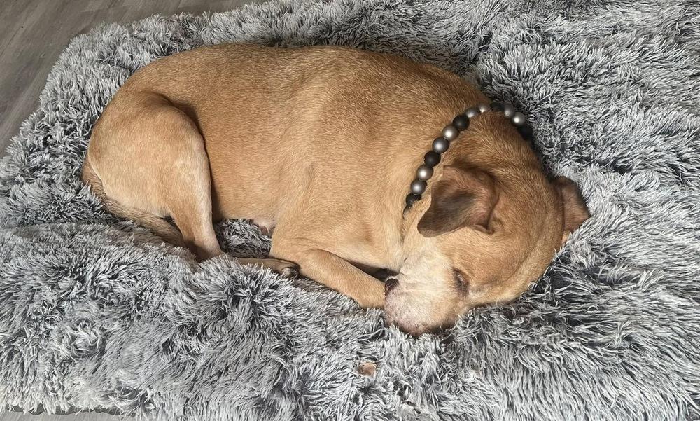 Burt, a Adoptable mixed breed in Frisco, TX image 4/5