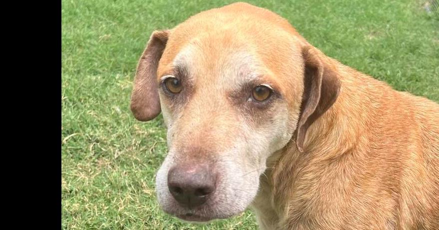 Burt, Adoptable, Senior Male Labrador Retriever & Pit Bull Terrier.