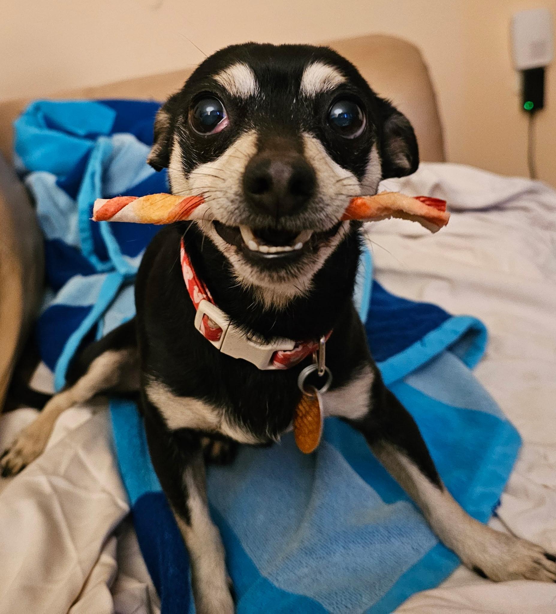 TOBY & PRECIOUS chihuahua ❤️, ADOPTABLE, Senior Female Chihuahua.