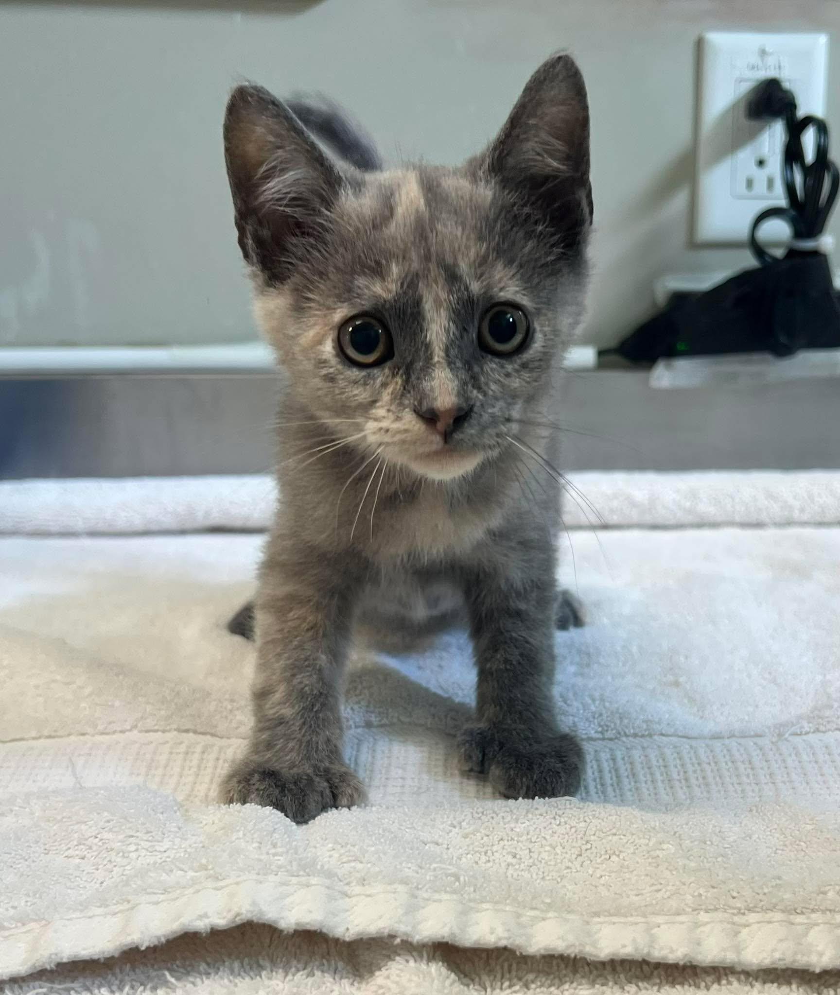 Tournesol, adopted, Young Female Domestic Short Hair.
