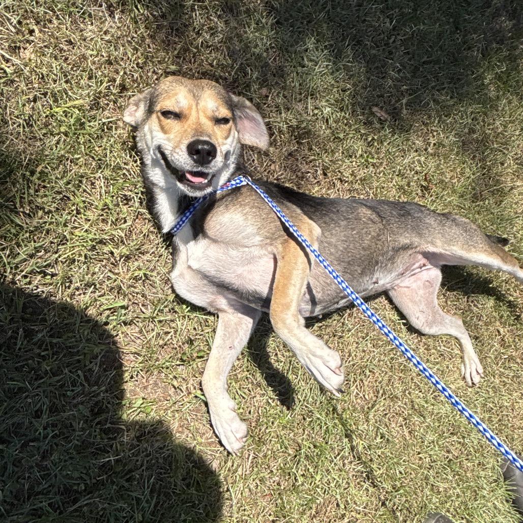 Life Saver, Adoptable, Young Female Beagle & Mixed Breed.