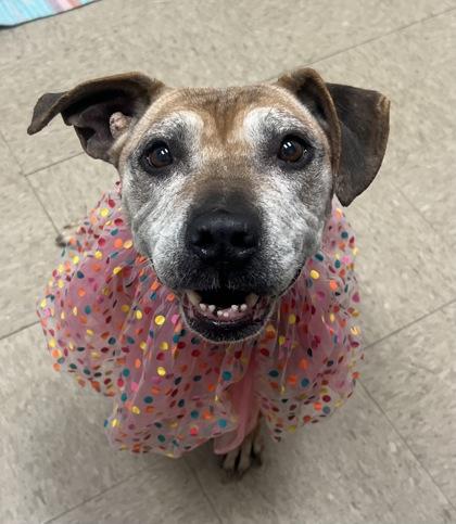 Enlarge Nana, an adopted mixed breed in Hamilton, OH image 1/1