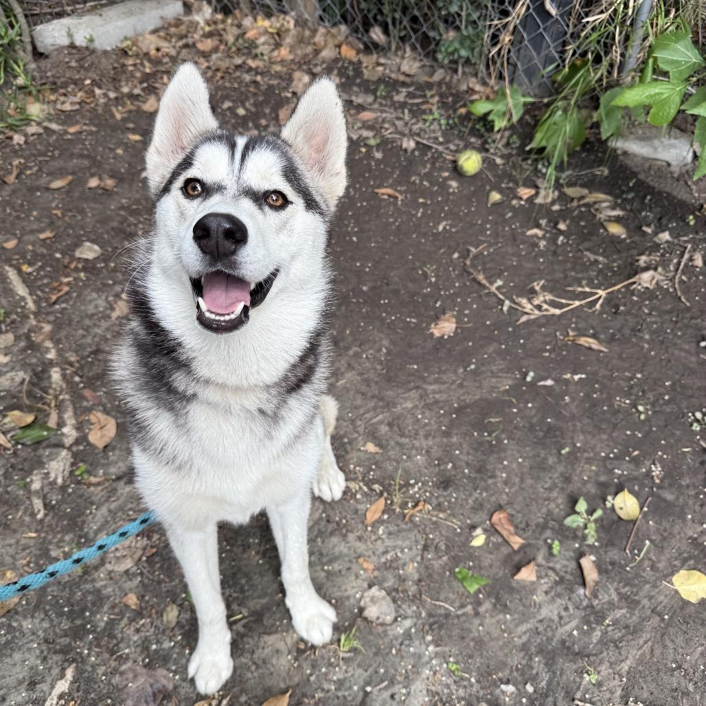 Ivy, a Adoptable Husky in Long Beach, CA image 1/6