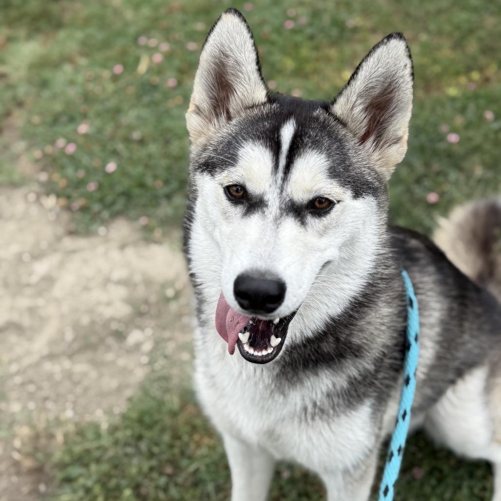 Ivy, a Adoptable Husky in Long Beach, CA image 2/6