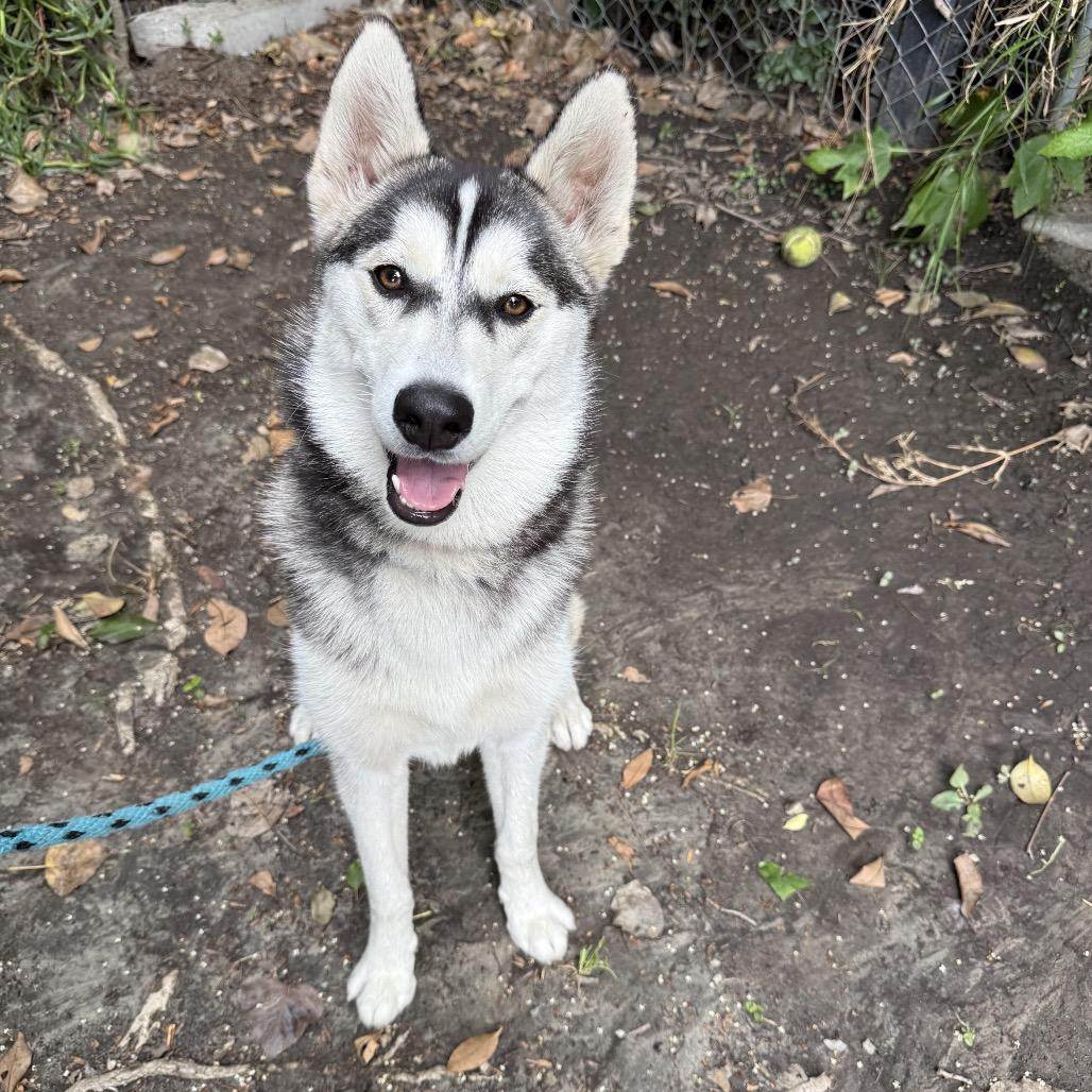 Ivy, a Adoptable Husky in Long Beach, CA image 3/6