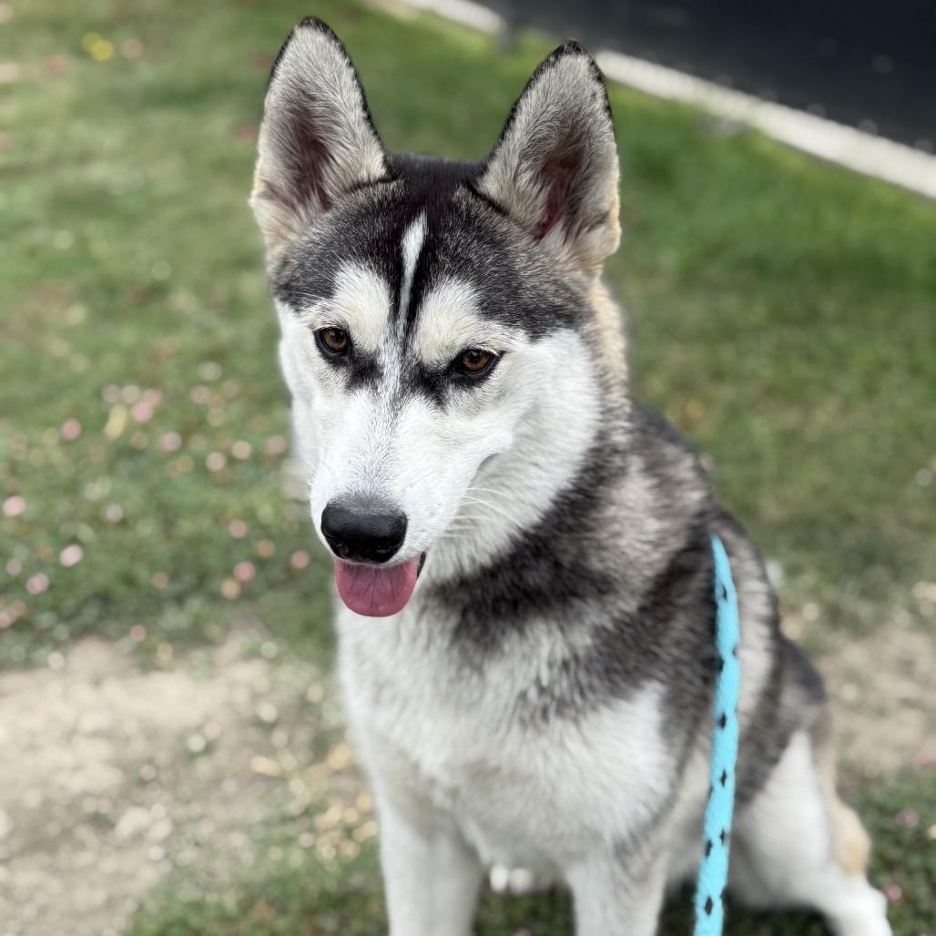 Ivy, a Adoptable Husky in Long Beach, CA image 4/6