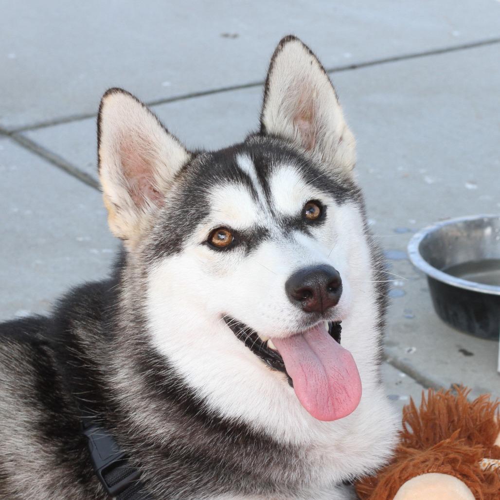 Ivy, a Adoptable Husky in Long Beach, CA image 5/6