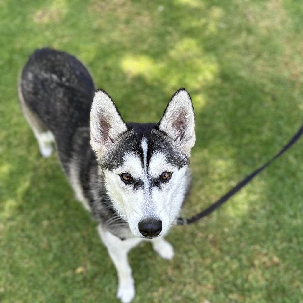 Ivy, a Adoptable Husky in Long Beach, CA image 6/6