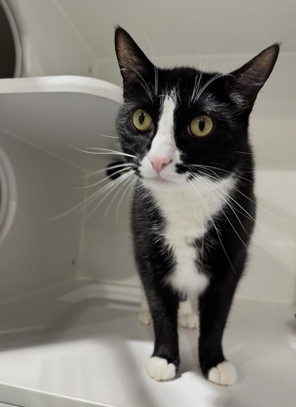 Charming, adopted, Adult Male Domestic Short Hair.