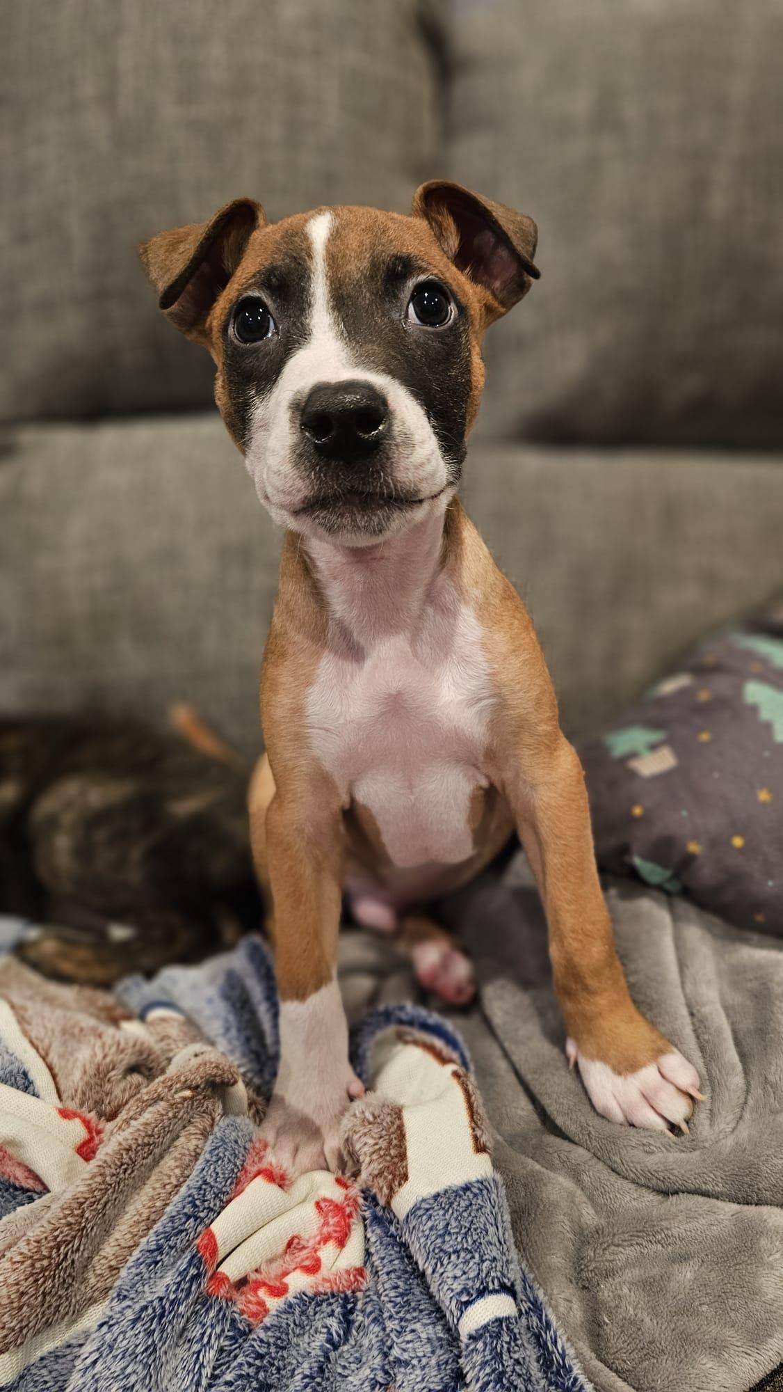 Tito, Adoptable, Puppy Male American Bully.