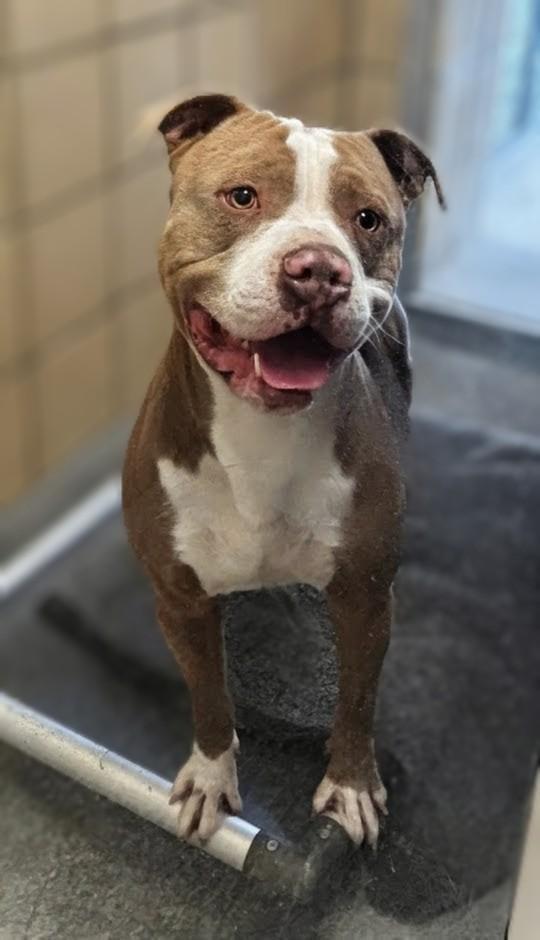 Peanut, Adoptable, Adult Male Pit Bull Terrier.