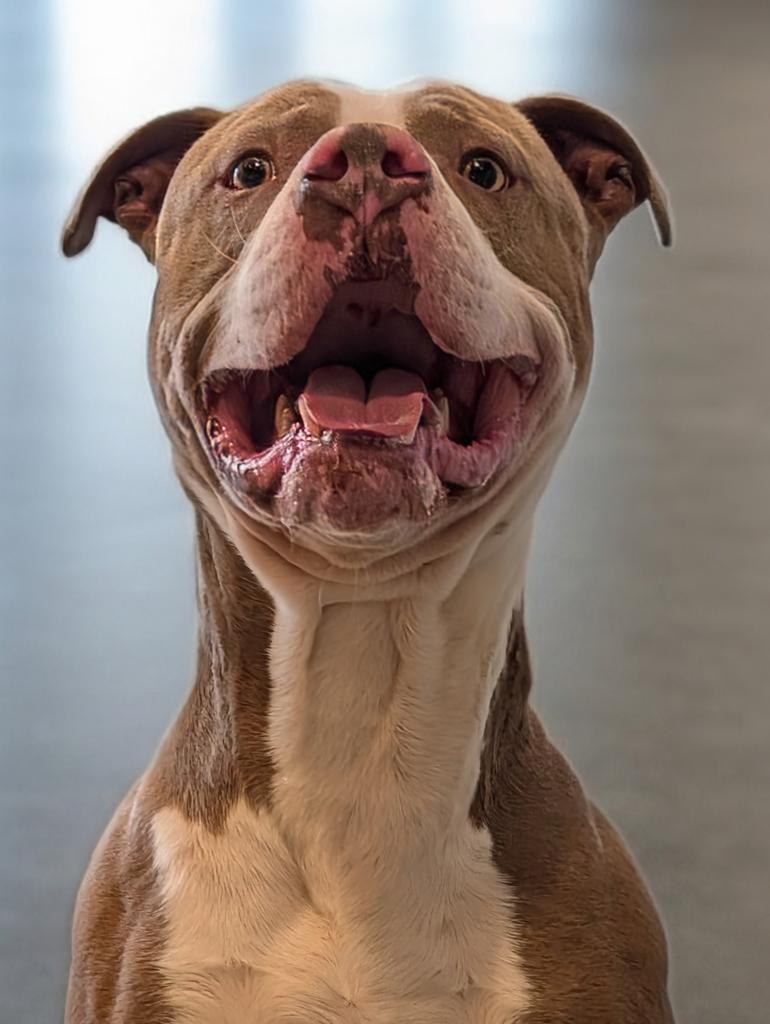 Peanut, a Adoptable Pit Bull Terrier in Greenfield, IN image 3/6