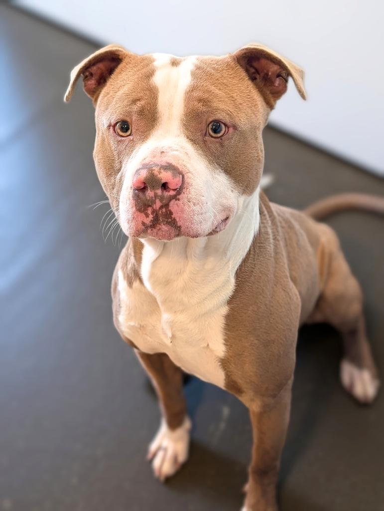 Peanut, a Adoptable Pit Bull Terrier in Greenfield, IN image 4/6