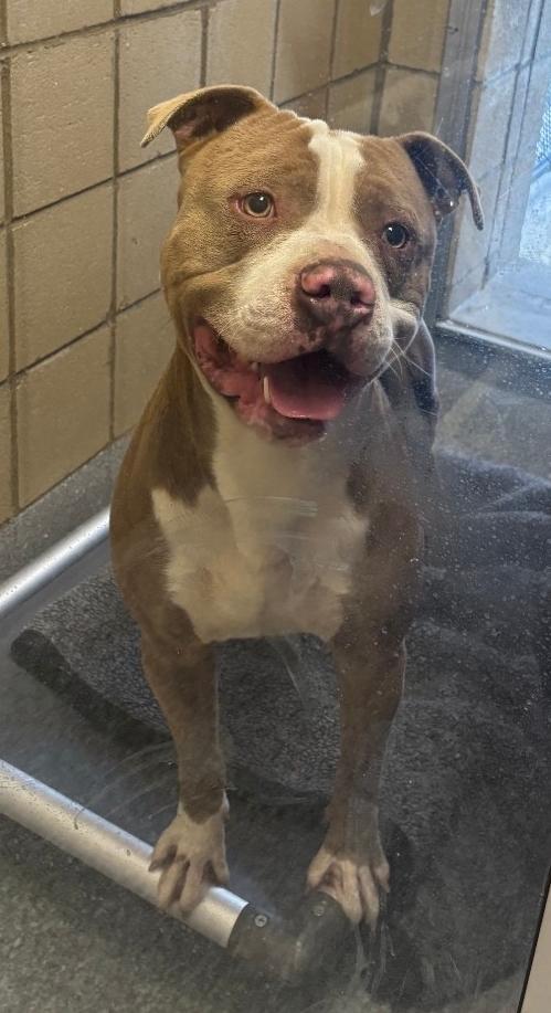 Peanut, a Adoptable Pit Bull Terrier in Greenfield, IN image 5/6