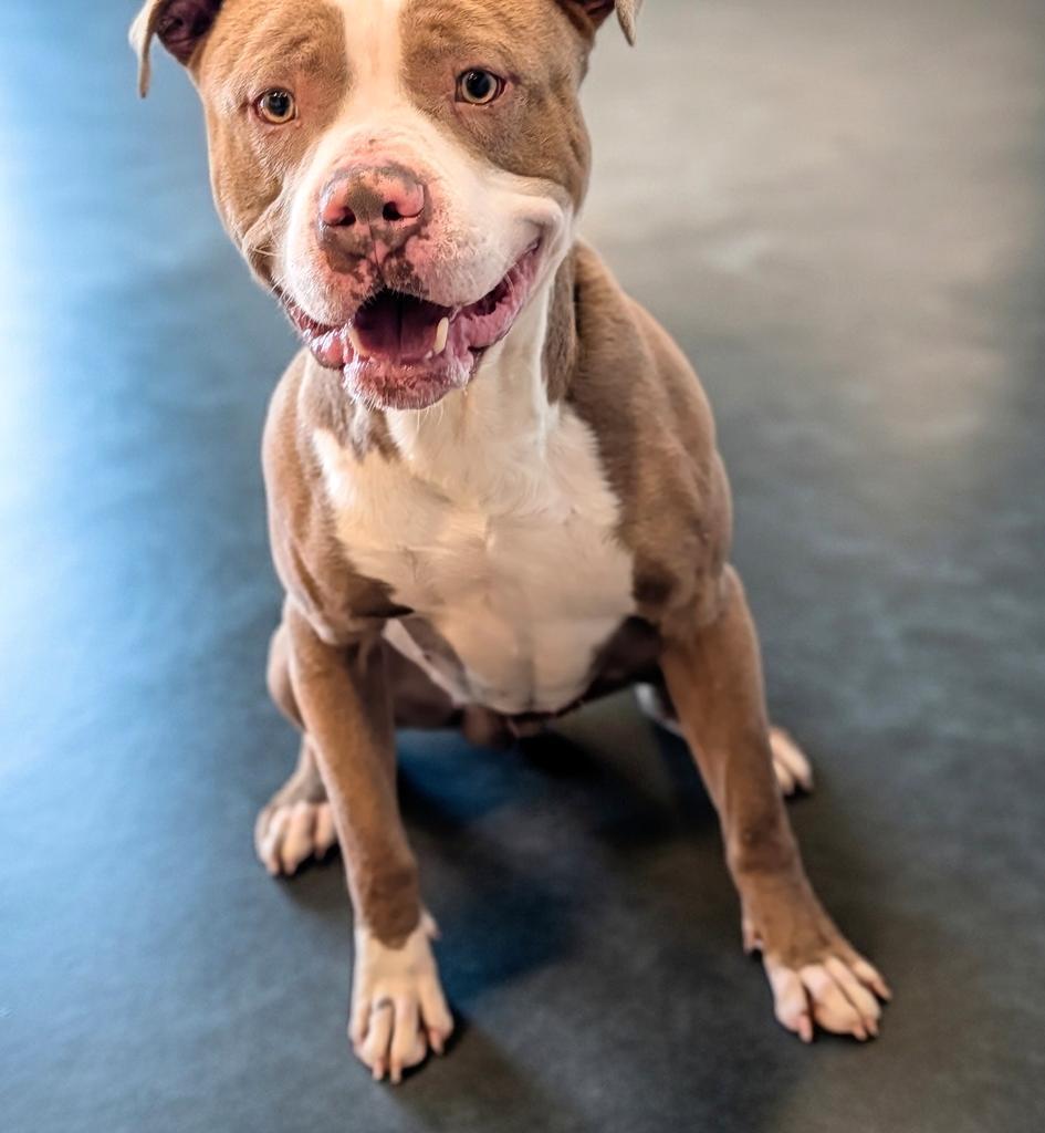 Peanut, a Adoptable Pit Bull Terrier in Greenfield, IN image 6/6