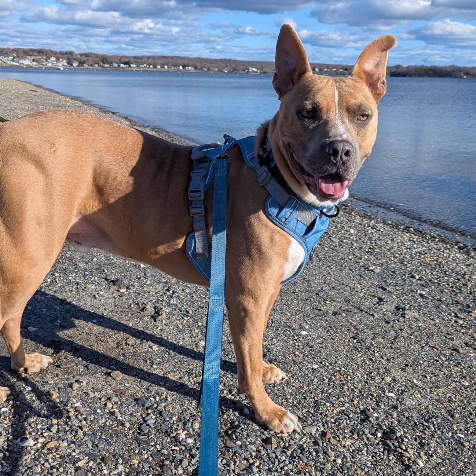 Jake, Adoptable, Adult Male Pit Bull Terrier.