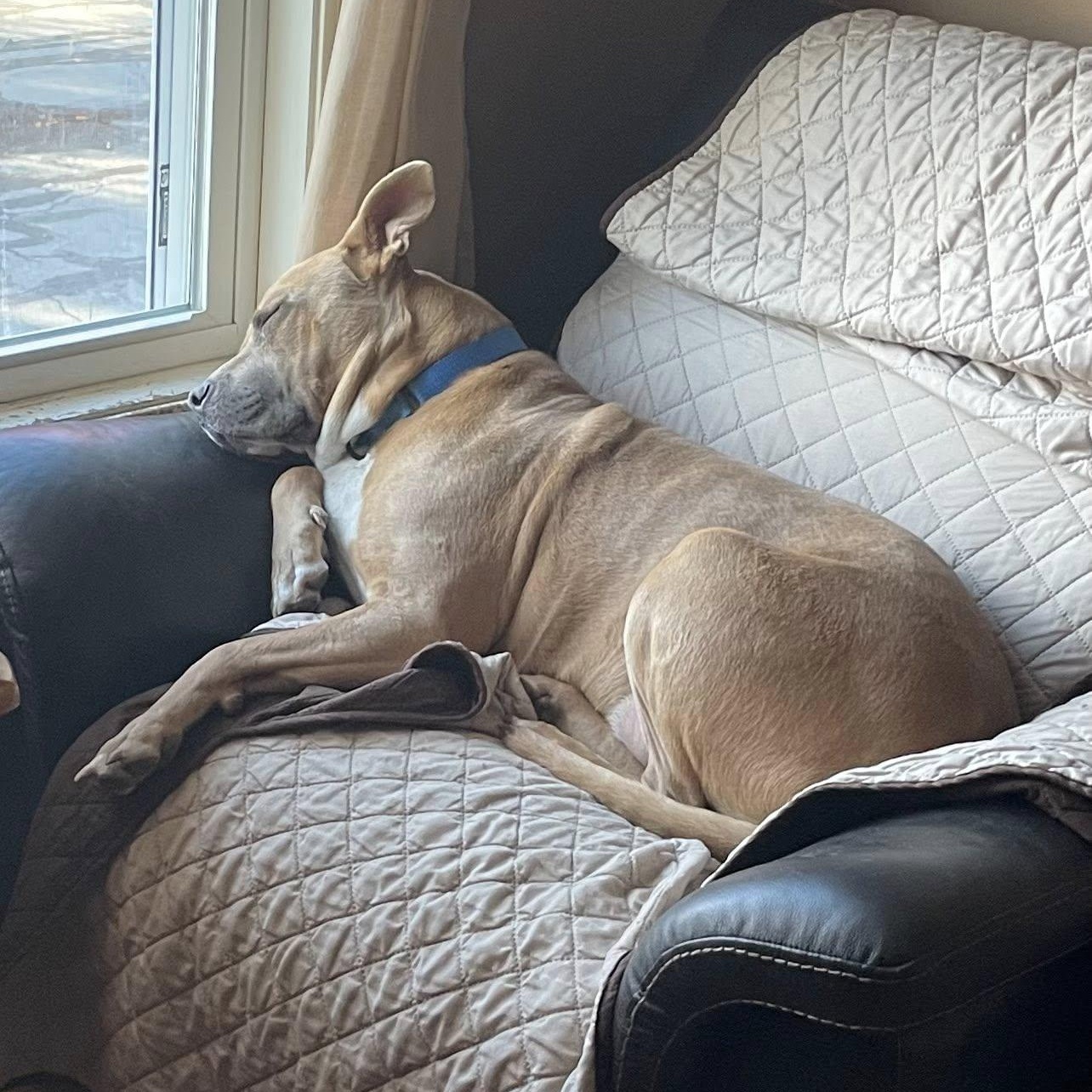 Enlarge Jake, a Adoptable mixed breed in Fairhaven, MA image 4/6