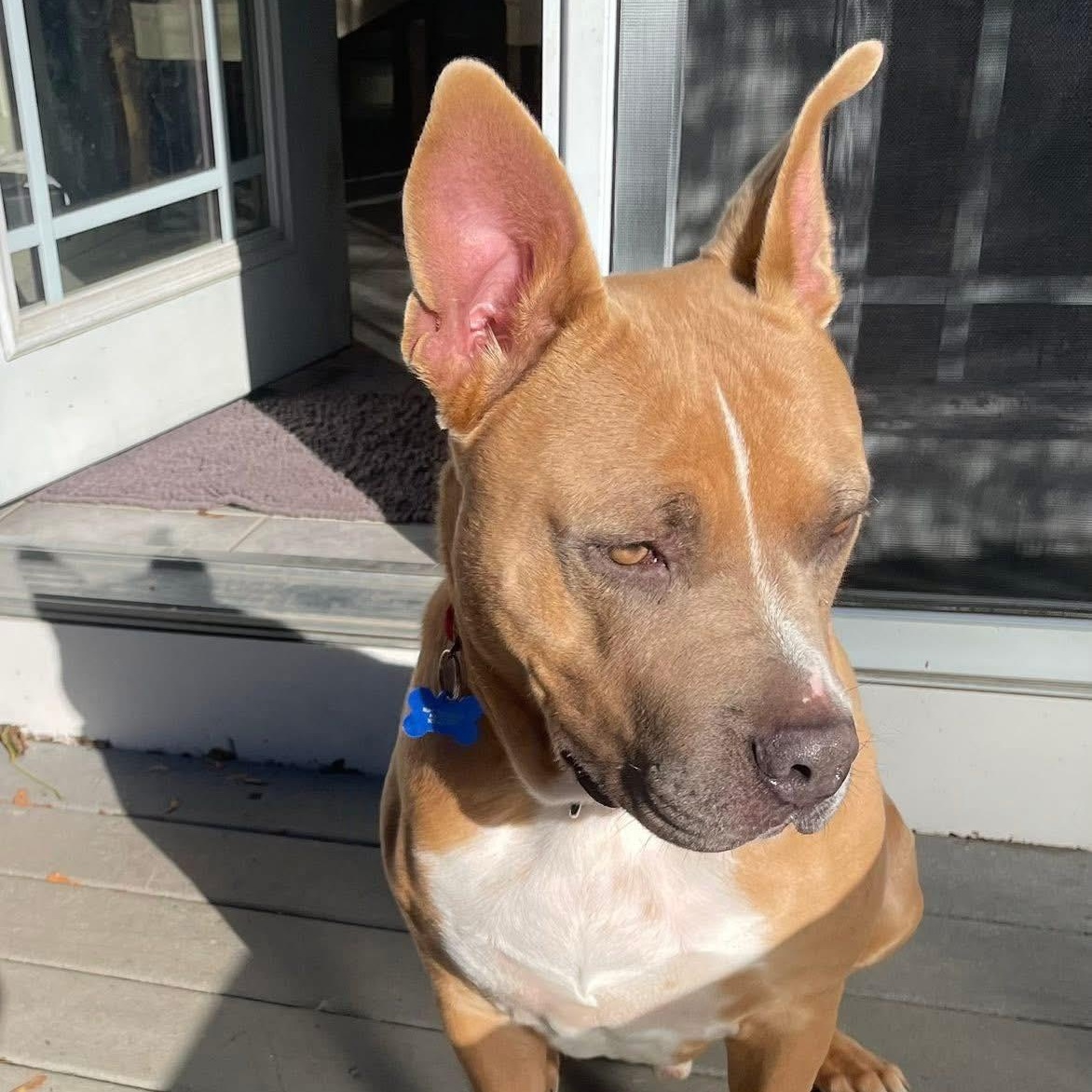 Enlarge Jake, a Adoptable mixed breed in Fairhaven, MA image 5/6