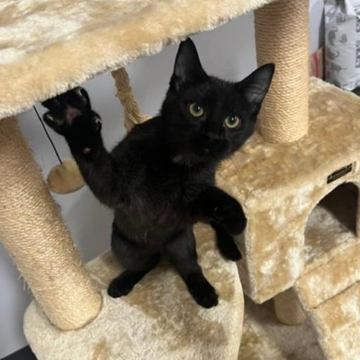 Enlarge Brisket, a Adopted Domestic Short Hair in Kankakee, IL image 2/2
