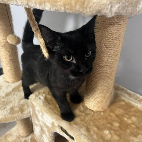 Enlarge Brisket, a Adopted Domestic Short Hair in Kankakee, IL image 1/2