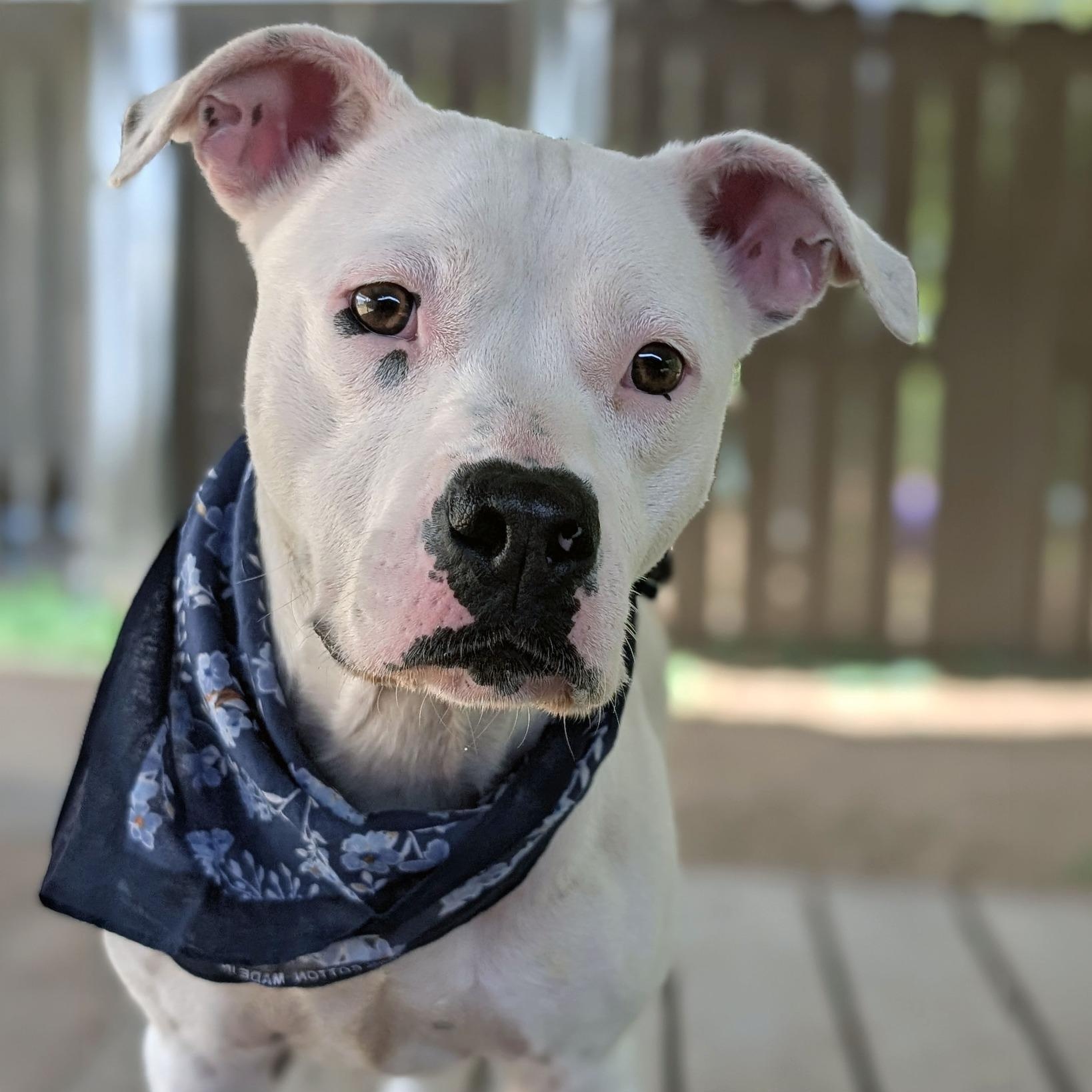 Meatball, adopted, Young Female Terrier.