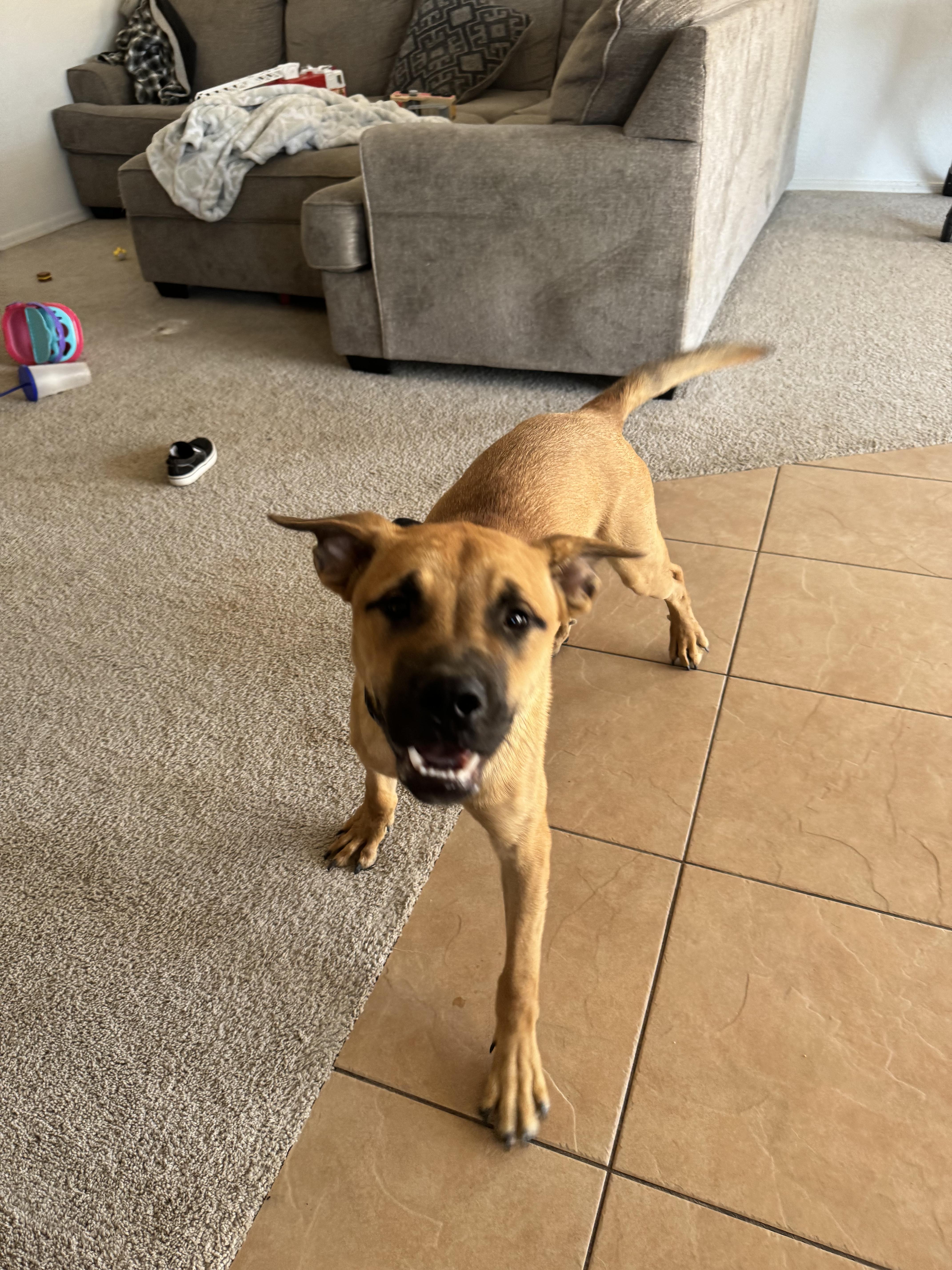Enlarge Teddy, a Adoptable mixed breed in San Tan Valley, AZ image 1/5