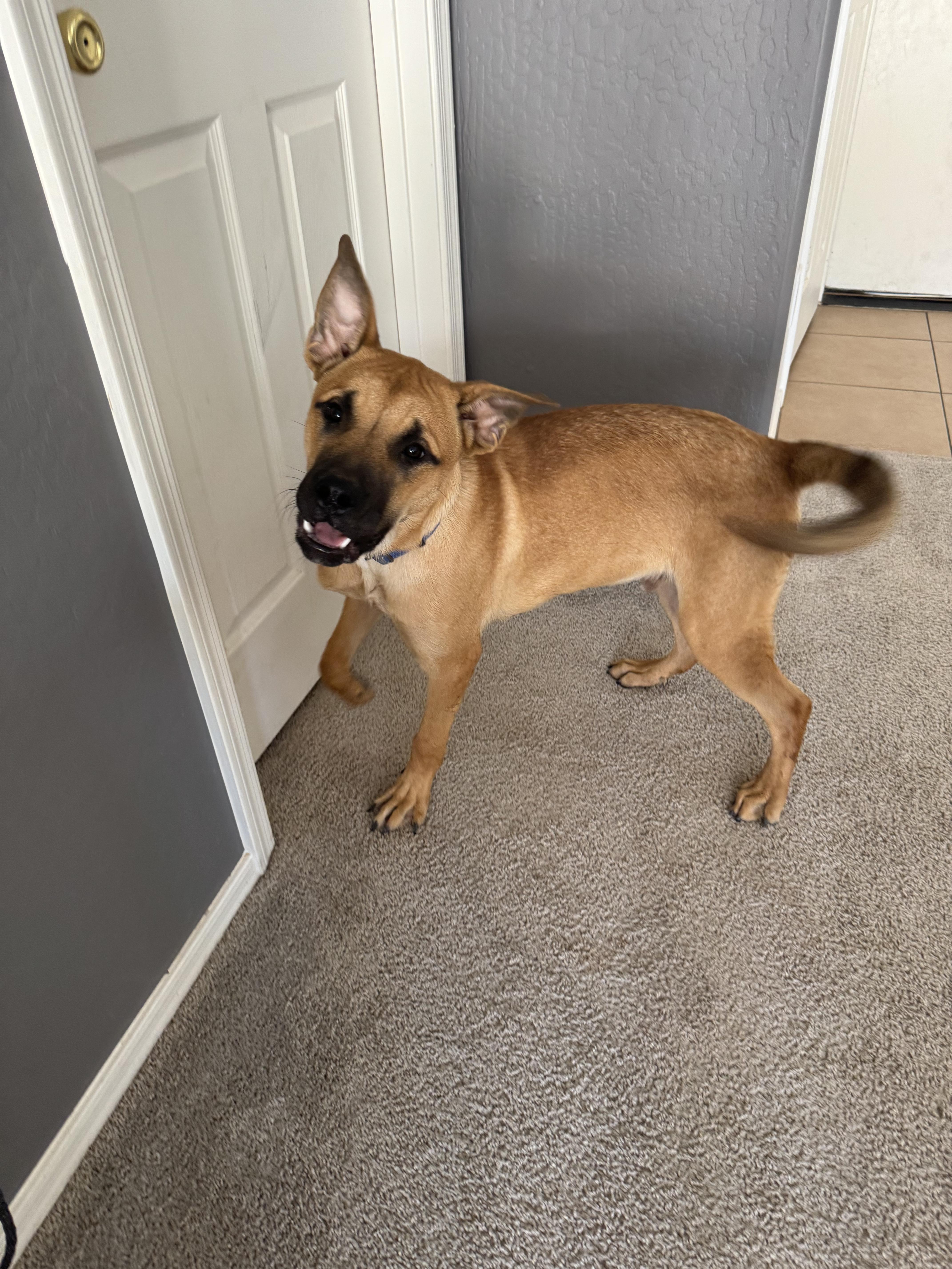 Enlarge Teddy, a Adoptable mixed breed in San Tan Valley, AZ image 2/5