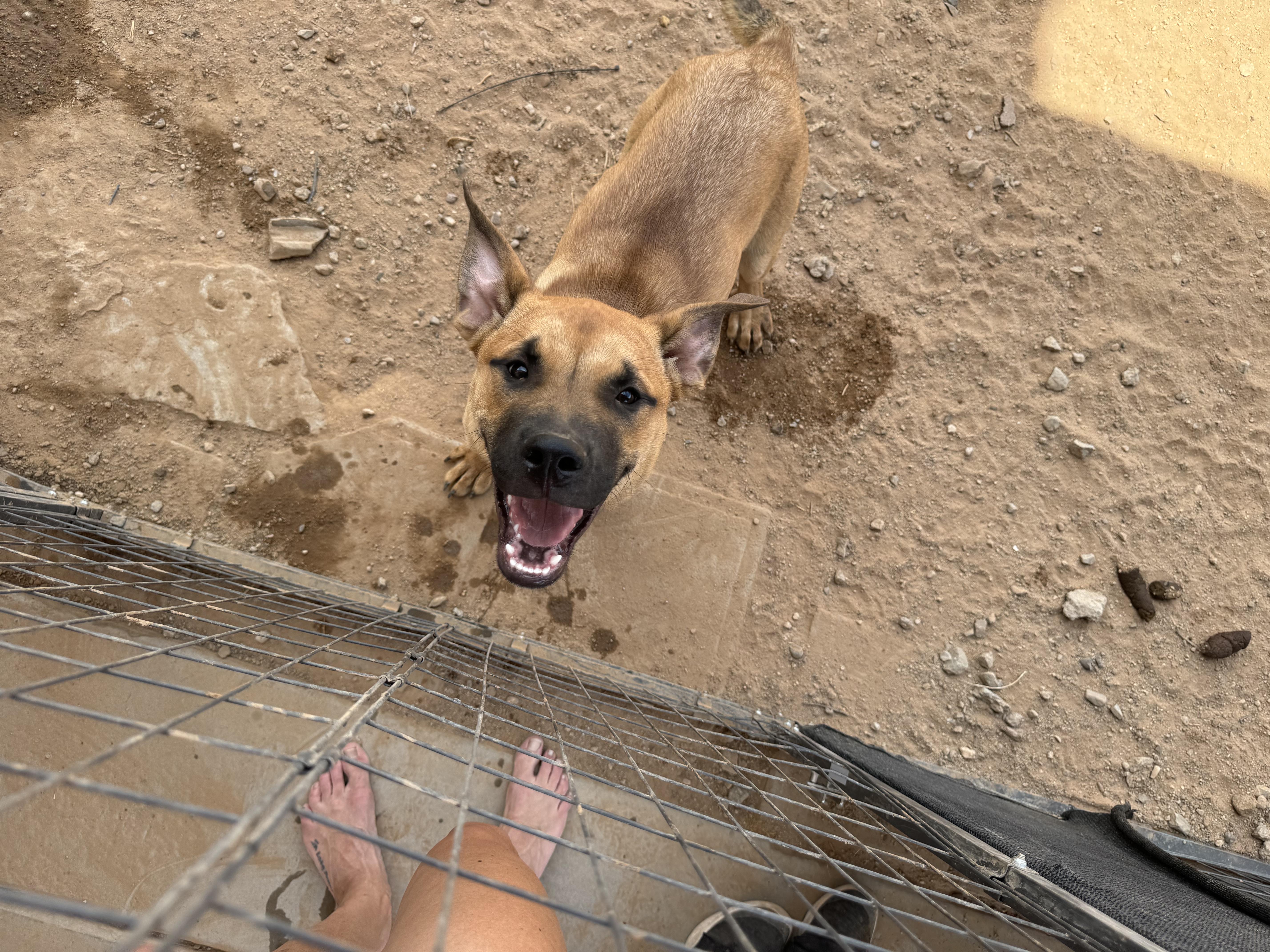 Enlarge Teddy, a Adoptable mixed breed in San Tan Valley, AZ image 3/5