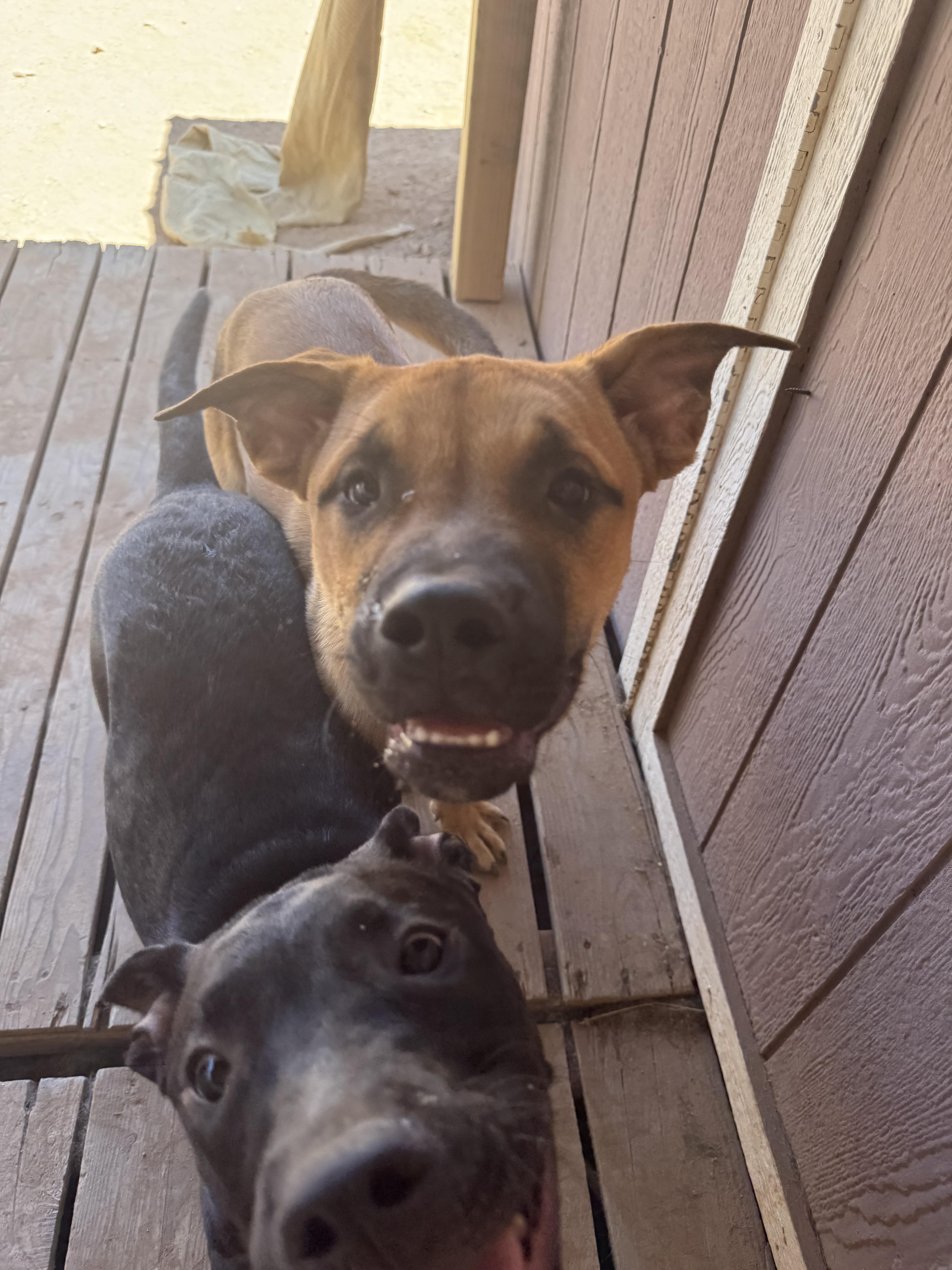 Enlarge Teddy, a Adoptable mixed breed in San Tan Valley, AZ image 4/5