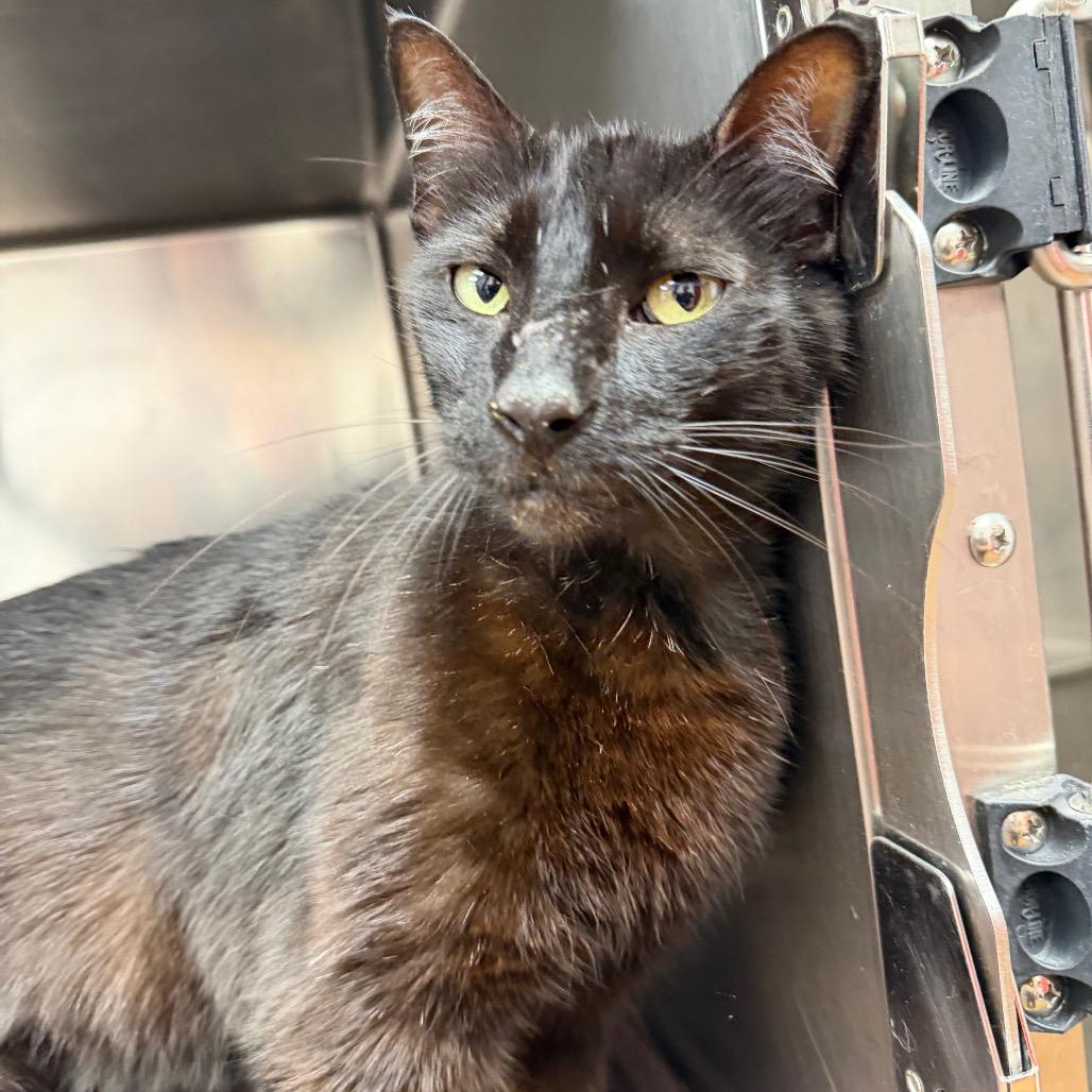 Ricky Steamboat, Adoptable, Adult Male Domestic Short Hair.