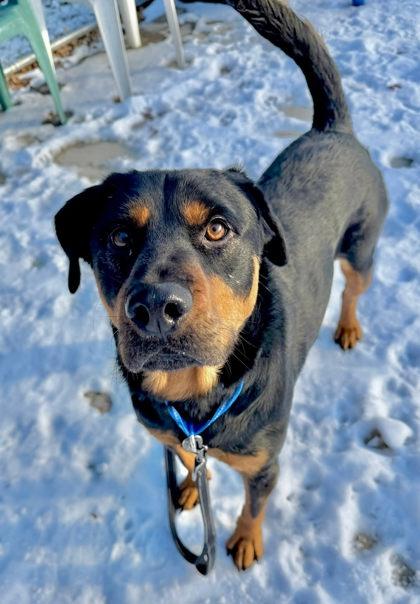 Loki, Adoptable, Adult Male Labrador Retriever & Rottweiler.