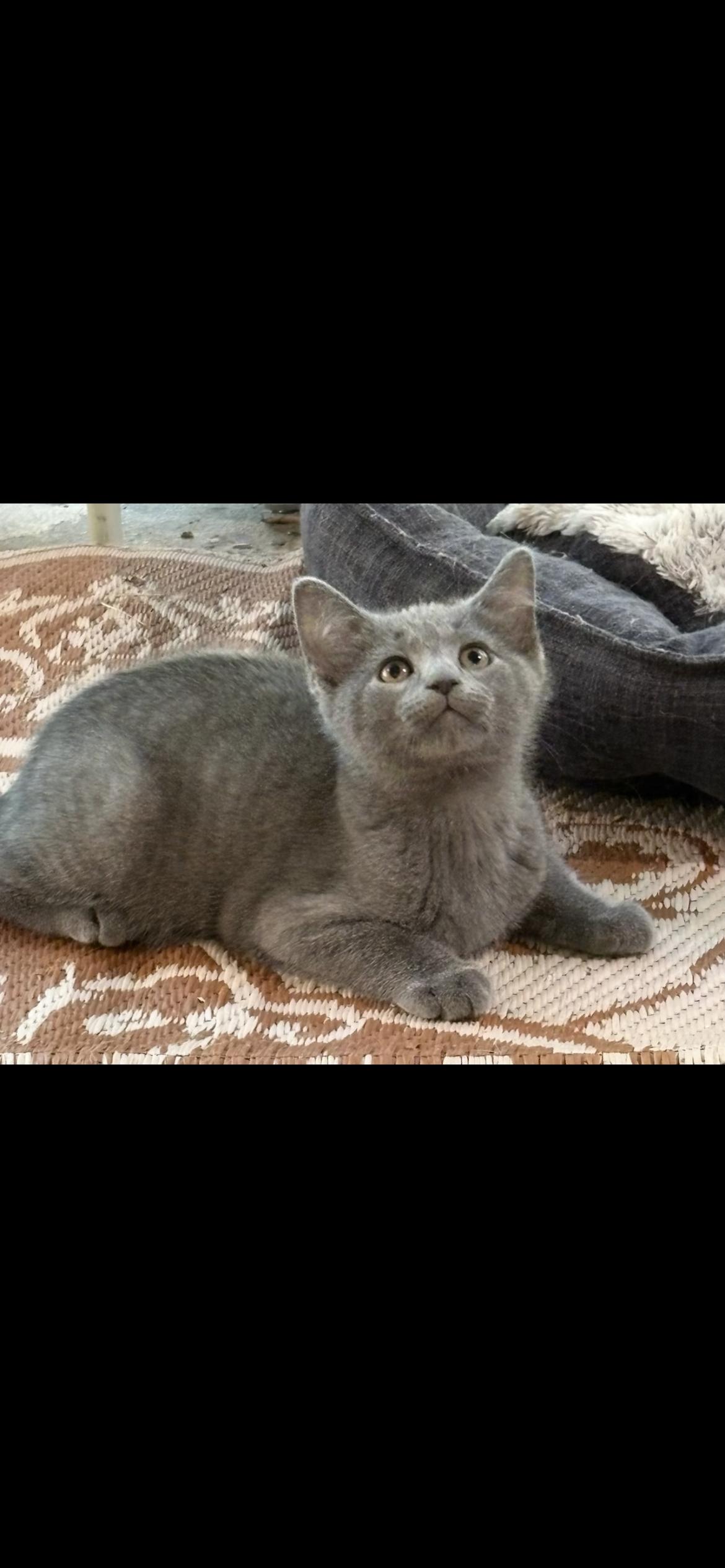 Kramer, ADOPTABLE, Kitten Male Domestic Short Hair.