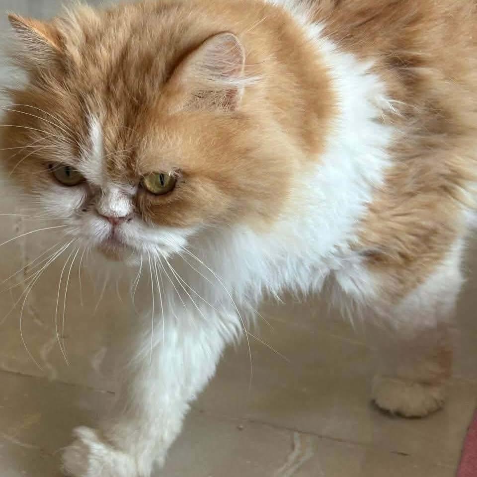 Sally, a ADOPTABLE mixed breed in Newmarket, ON image 1/5