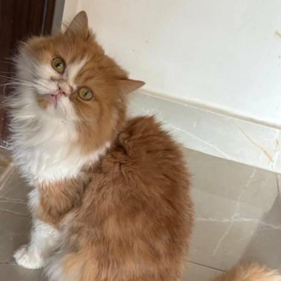 Sally, a ADOPTABLE mixed breed in Newmarket, ON image 2/5