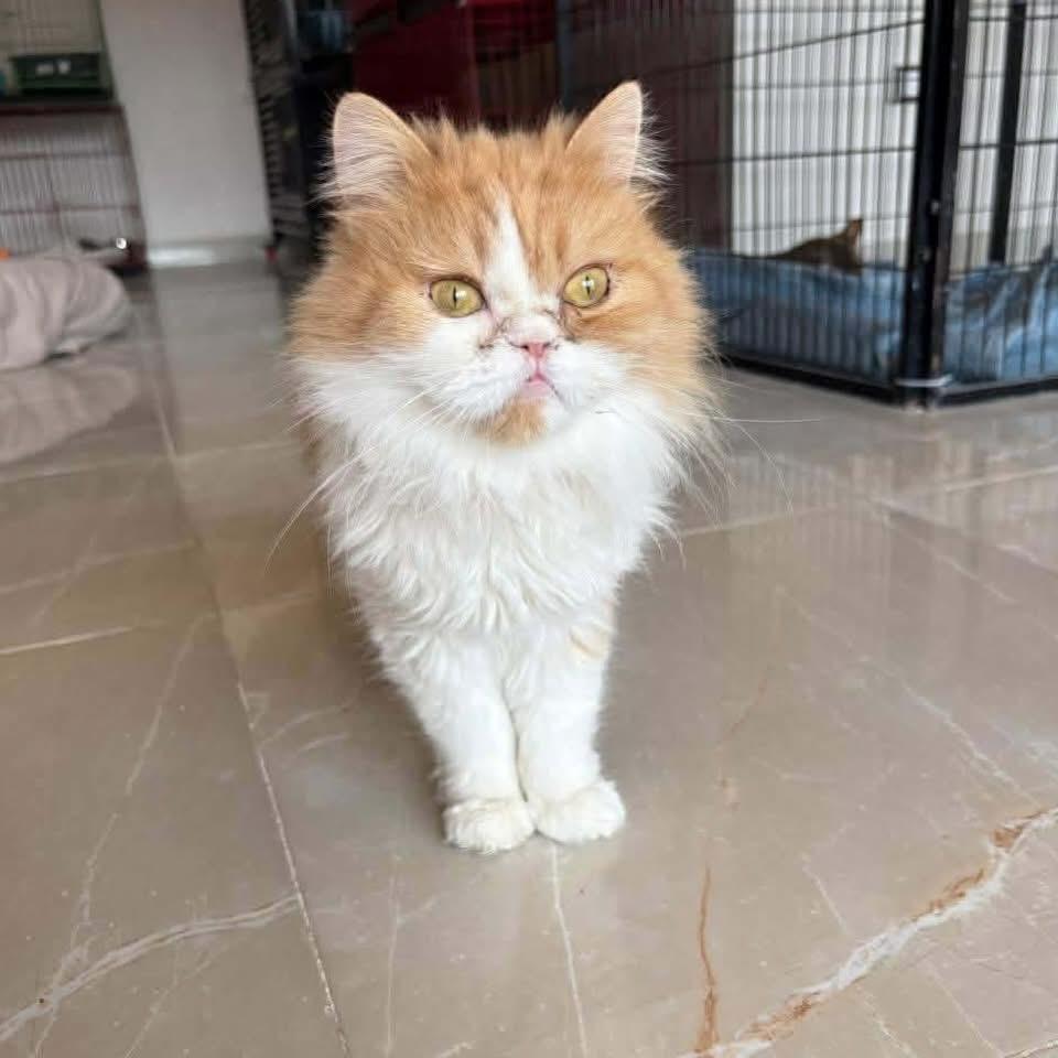 Sally, a ADOPTABLE mixed breed in Newmarket, ON image 4/5