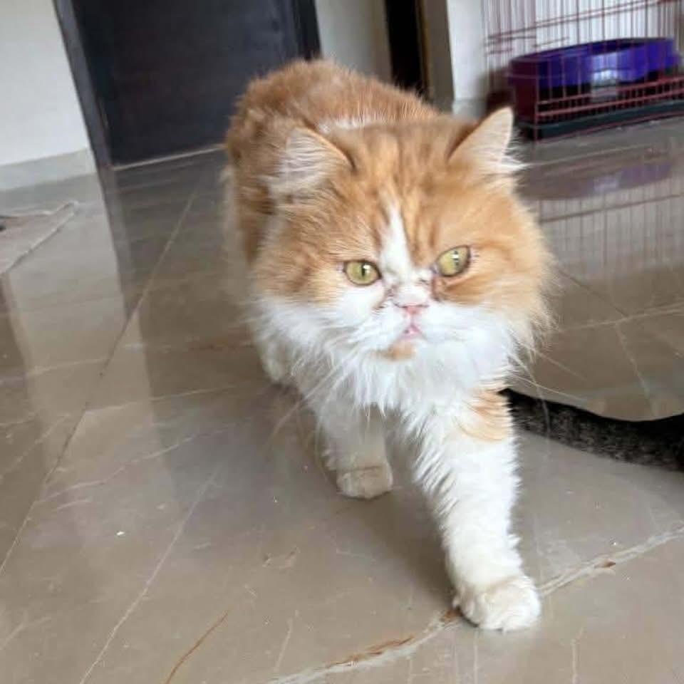 Sally, a ADOPTABLE mixed breed in Newmarket, ON image 3/5