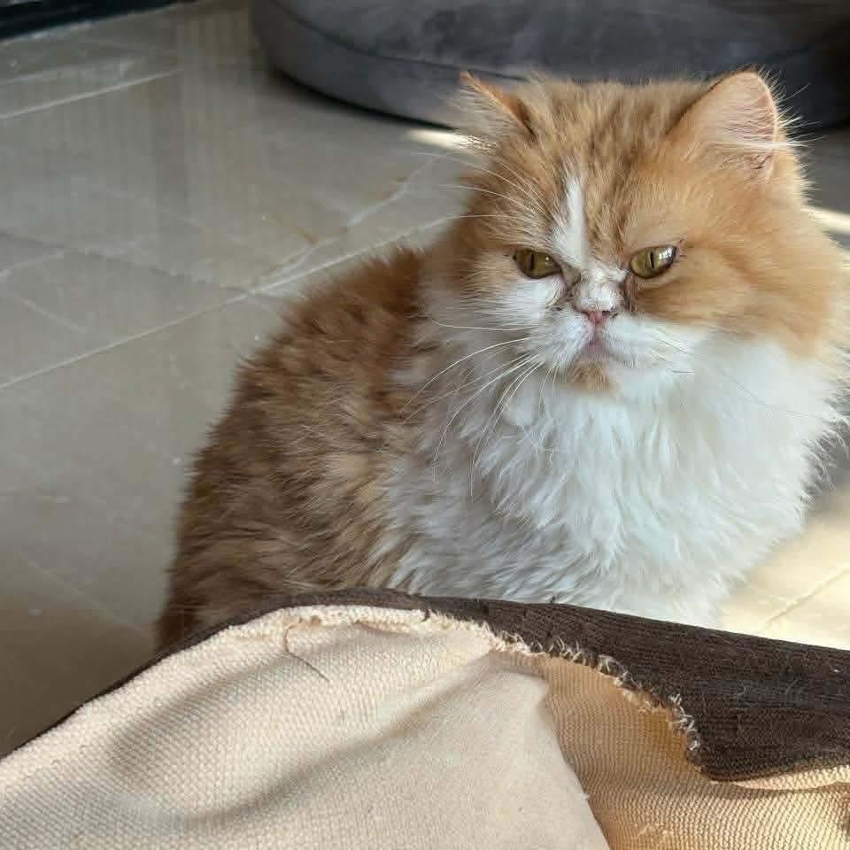 Sally, a ADOPTABLE mixed breed in Newmarket, ON image 5/5