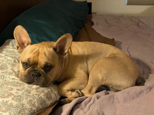 Beau, a Adopted French Bulldog in Mesa, AZ image 1/3