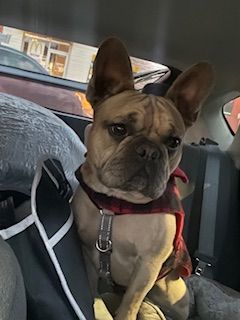 Beau, a Adopted French Bulldog in Mesa, AZ image 2/3