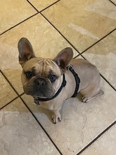 Beau, a Adopted French Bulldog in Mesa, AZ image 3/3