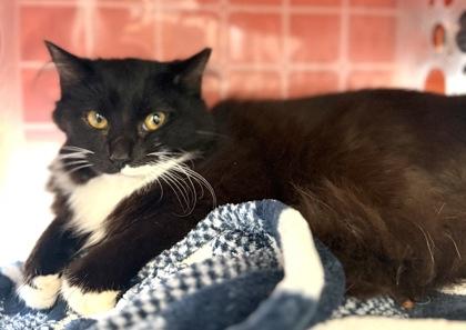 Enlarge FUZZY COCONUT, an adopted mixed breed in Fernandina Beach, FL image 2/3