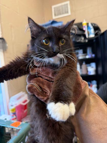 Enlarge FUZZY COCONUT, an adopted mixed breed in Fernandina Beach, FL image 3/3