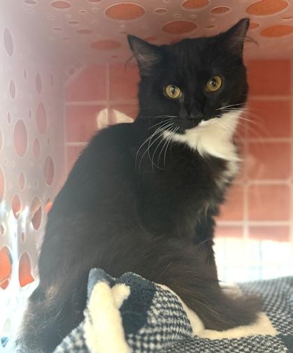 FUZZY COCONUT, adopted, Kitten Male Domestic Short Hair.