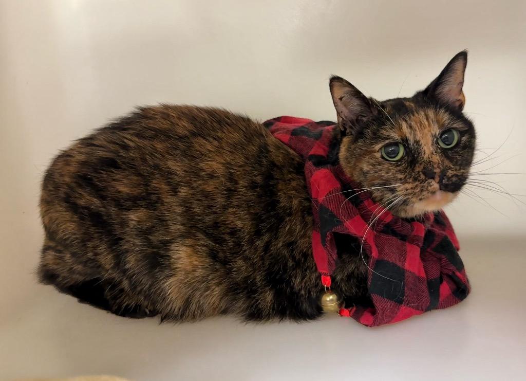 Tinkerbell, Adoptable, Senior Female Domestic Short Hair.