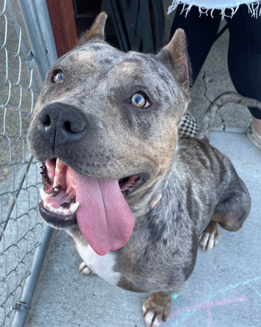Enlarge Stormy, a Adoptable American Bully in Willits , CA image 9/9