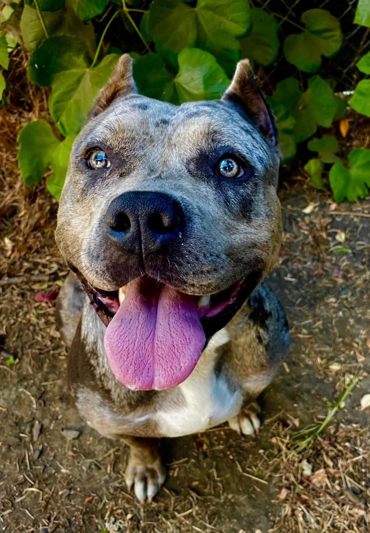 Stormy, Adoptable, Young Female American Bully.
