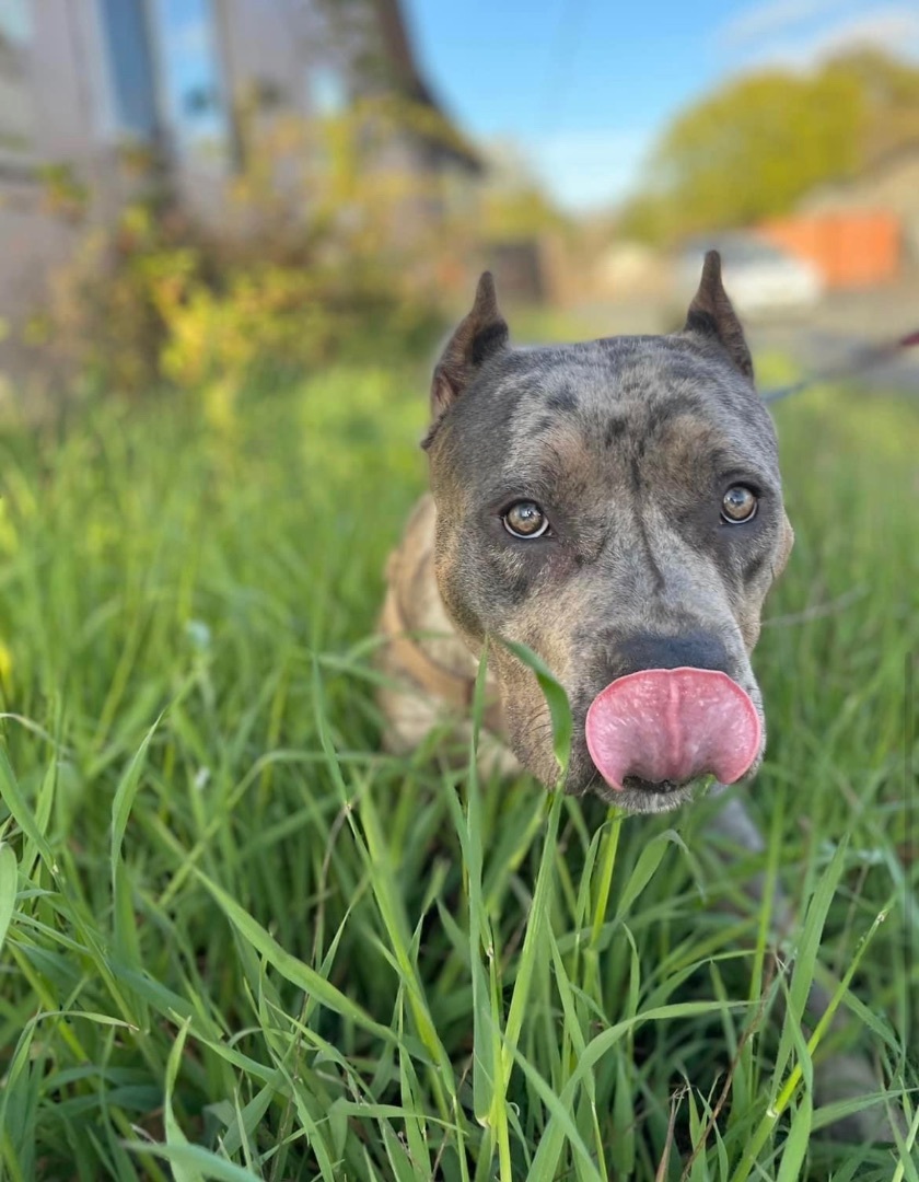 Stormy, a Adoptable American Bully in Willits , CA image 6/9