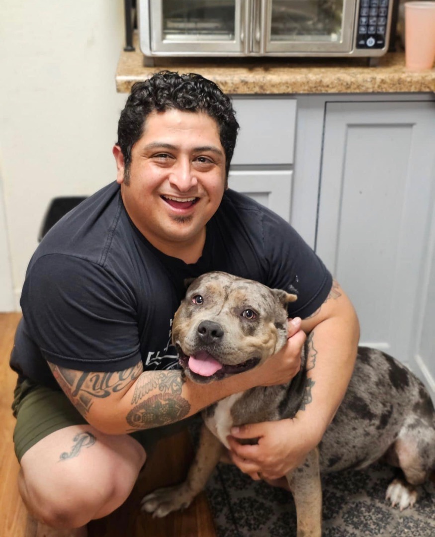 Enlarge Stormy, a Adoptable American Bully in Willits , CA image 7/9